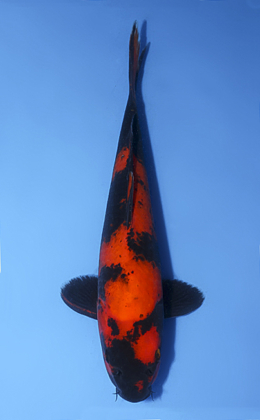 Hi Utsuri - koi #x0827a064