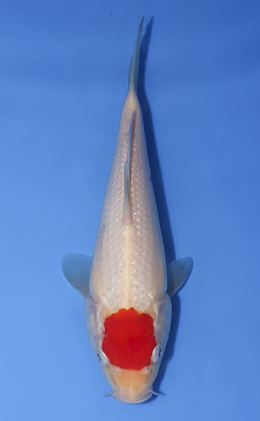 Tancho Kohaku - koi #x0827a065