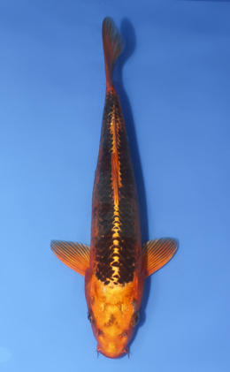 Orange Matsuba Ogon - koi #x0827a069