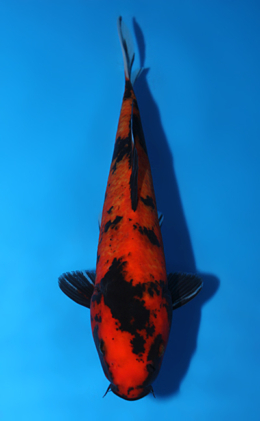 Hi Utsuri - koi #x0828a001