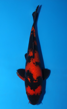 Hi Utsuri - koi #x0828a002