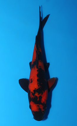 Hi Utsuri - koi #x0828a008