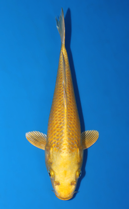 Ogon - koi #x0828a010