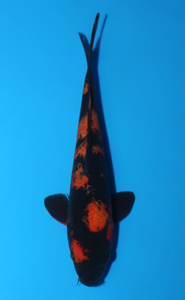 Hi Utsuri - koi #x0828a011