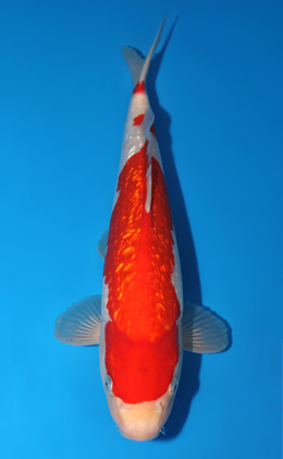 Ginrin Kohaku - koi #x0828a016