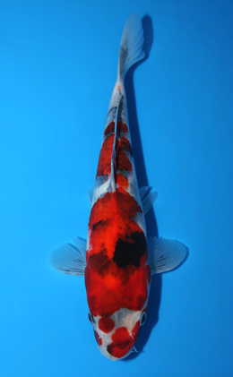 Showa - koi #x0828a021