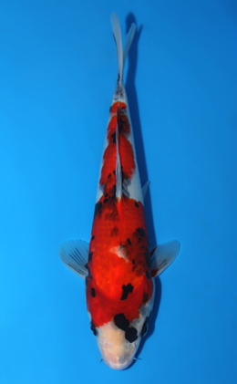 Showa - koi #x0828a022