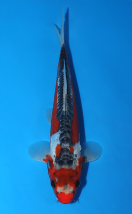 Shusui - koi #x0828a023