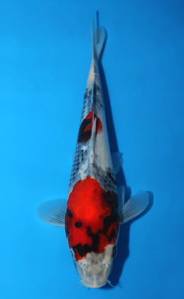 Showa - koi #x0828a029