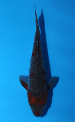 Ochibashigure - koi #x0828a032