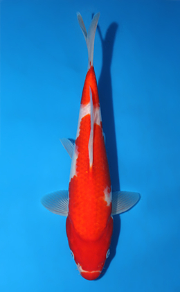Kohaku - koi #x0828a033