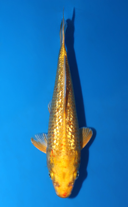 Ginrin Ogon - koi #x0828a036