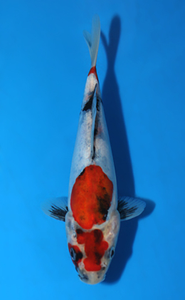 Doitsu Showa - koi #x0828a037