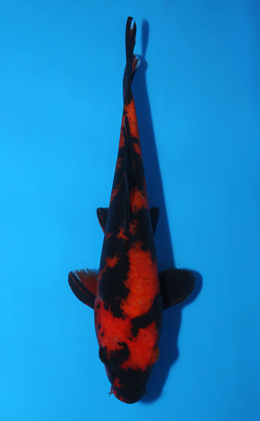 Hi Utsuri - koi #x0828a038