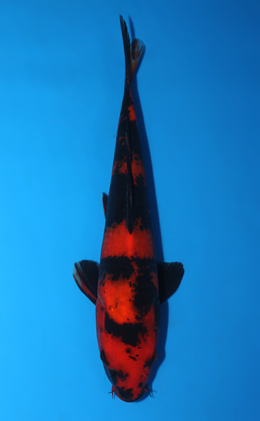 Hi Utsuri - koi #x0828a041