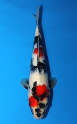 Showa - koi #x0828a047