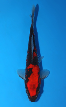 Goshiki - koi #x0828a050
