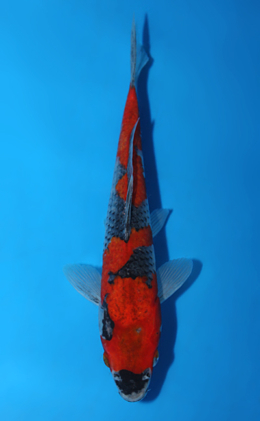 Goshiki - koi #x0828a051
