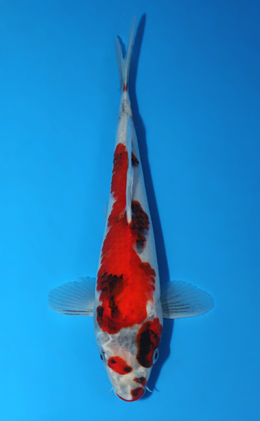 Showa - koi #x0828a061
