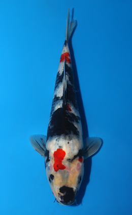 Showa - koi #x0828a062