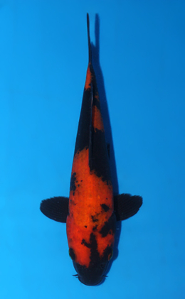 Hi Utsuri - koi #x0828a063