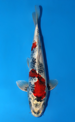 Kin Showa - koi #x0828a070