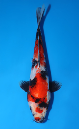 Showa - koi #x0829a001