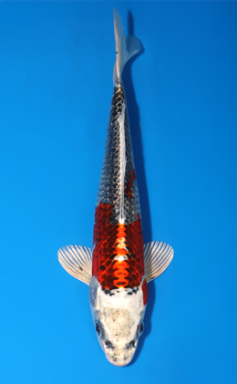 Kujyaku - koi #x0829a002