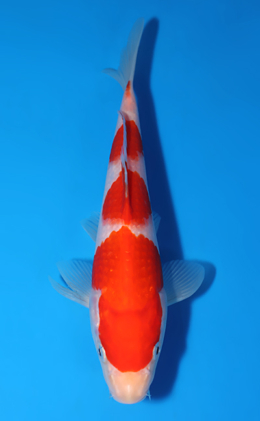 Kohaku - koi #x0829a007