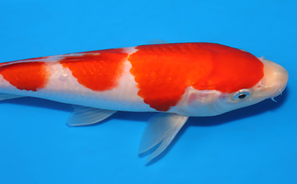 Kohaku - koi #x0829a007 - Side View A