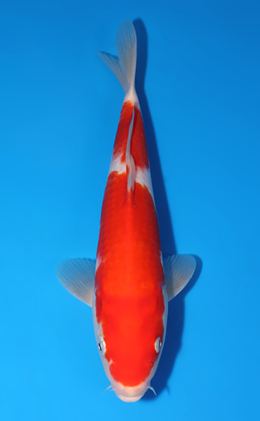 Kohaku - koi #x0829a008