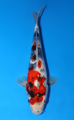 Showa - koi #x0829a009