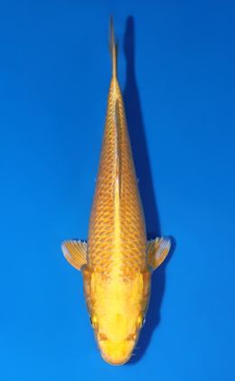 Ogon - koi #x0829a010