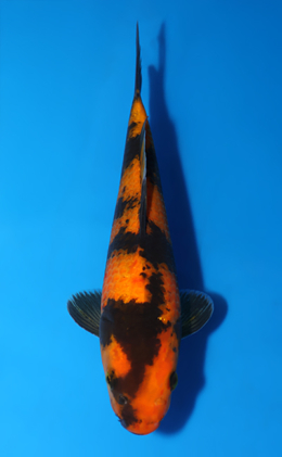 Hi Utsuri - koi #x0829a011