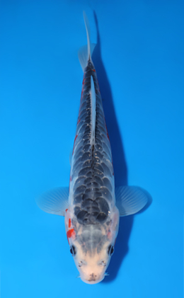 Shusui - koi #x0829a012