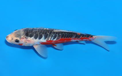 Shusui - koi #x0829a012 - Side View A
