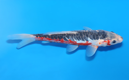 Shusui – koi #x0829a012 - Image 3