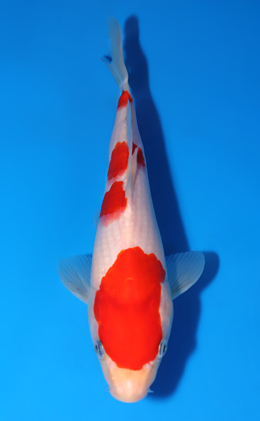 Kohaku - koi #x0829a014