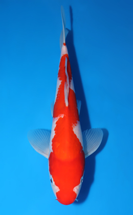 Kohaku - koi #x0829a017