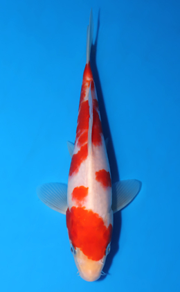 Kohaku - koi #x0829a018