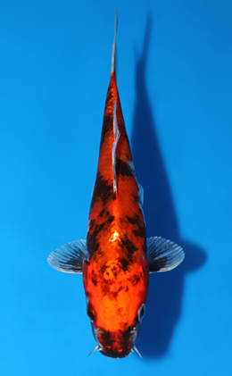Kin Showa - koi #x0829a027