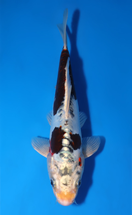 Kawari - koi #x0829a030