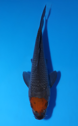 Tancho Ochibashigure - koi #x0829a032