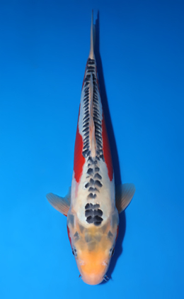 Shusui - koi #x0829a033