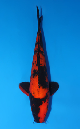 Hi Utsuri - koi #x0829a035