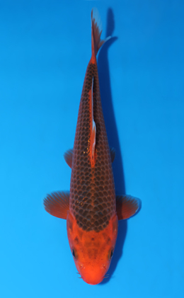 Aka Matsuba - koi #x0829a036