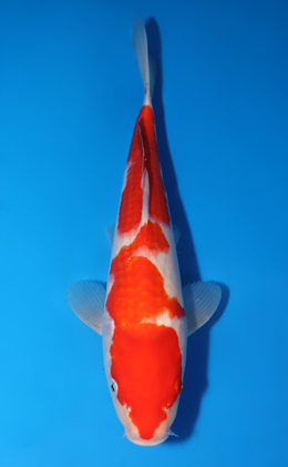 Kohaku - koi #x0829a037