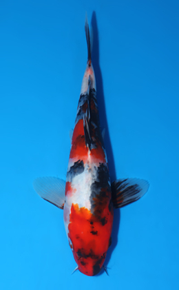 Showa - koi #x0829a040