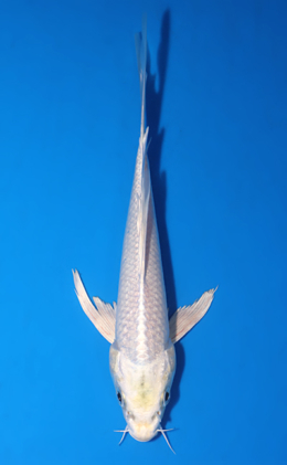 Hirenaga Platinum - koi #x0829a041
