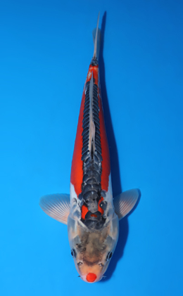 Shusui - koi #x0829a044